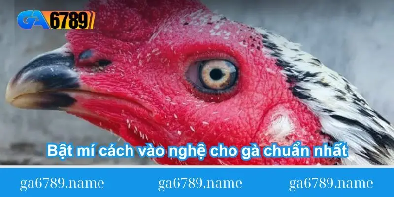 bat mi cach vao nghe cho ga chuan nhat Bật mí cách vào nghệ cho gà chuẩn nhất