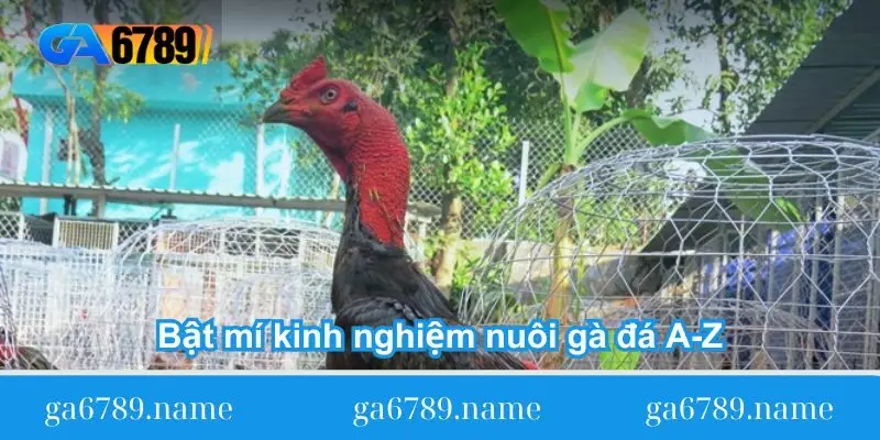 bat mi kinh nghiem nuoi ga da a z bat mi kinh nghiem nuoi ga da a z