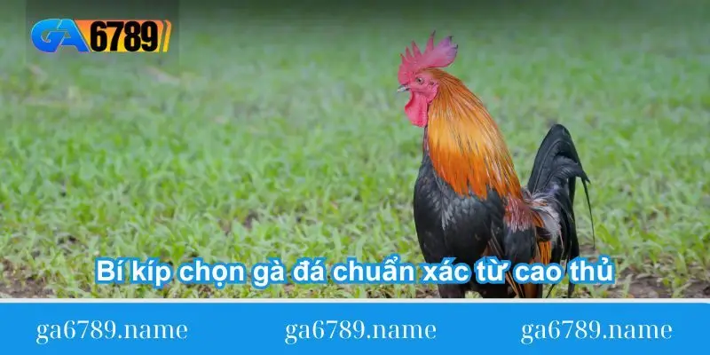 bi kip chon ga da chuan xac tu cao thu bi kip chon ga da chuan xac tu cao thu