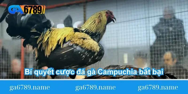 bi quyet cuoc da ga campuchia bat bai bi quyet cuoc da ga campuchia bat bai