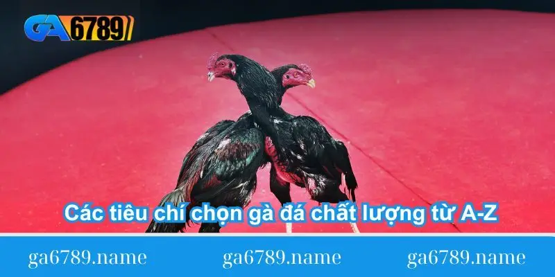cac tieu chi chon ga da chat luong tu a z cac tieu chi chon ga da chat luong tu a z