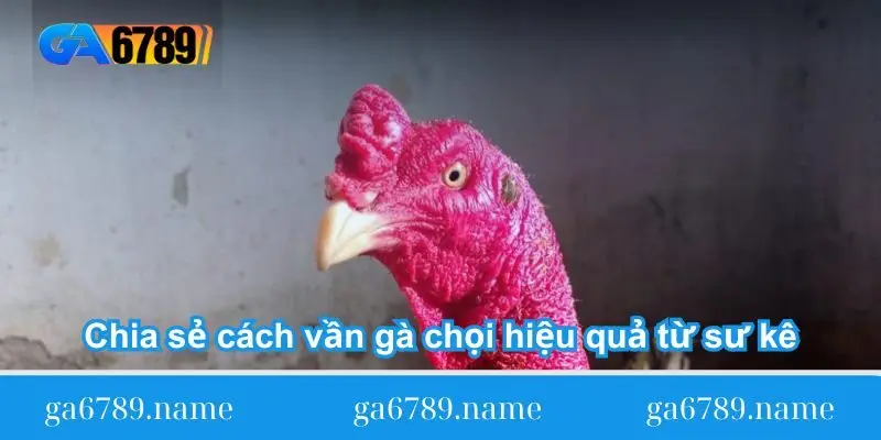 chia se cach van ga choi hieu qua tu su ke Chia sẻ cách vần gà chọi hiệu quả từ sư kê
