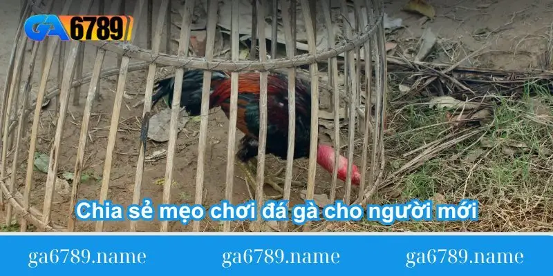 chia se meo choi da ga cho nguoi moi chia se meo choi da ga cho nguoi moi