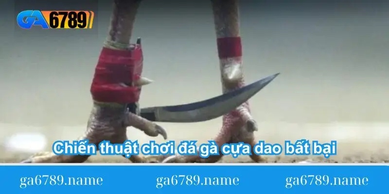 chien thuat choi da ga cua dao bat bai Chiến thuật chơi đá gà cựa dao bất bại