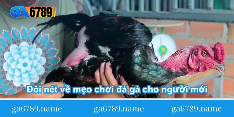 doi net ve meo choi da ga cho nguoi moi doi net ve meo choi da ga cho nguoi moi