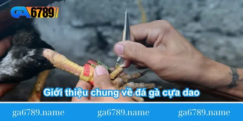 gioi thieu chung ve da ga cua dao Giới thiệu chung về đá gà cựa dao