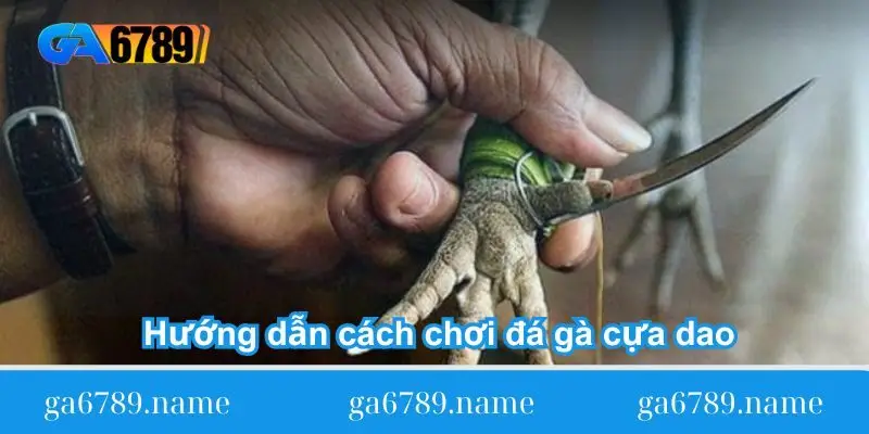 huong dan cach choi da ga cua dao Hướng dẫn cách chơi đá gà cựa dao