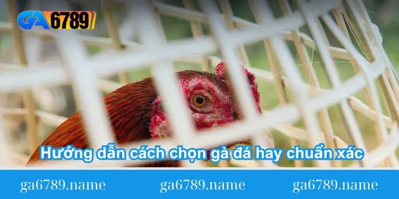 huong dan cach chon ga da hay chuan Hướng dẫn cách chọn gà đá hay chuẩn xác