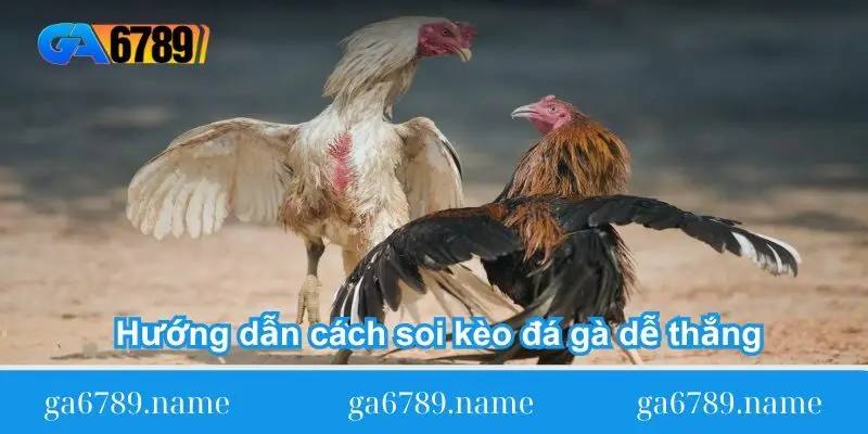 huong dan cach soi keo da ga de thang Hướng dẫn cách soi kèo đá gà dễ thắng