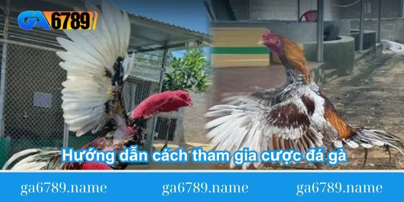 huong dan cach tham gia cuoc da ga huong dan cach tham gia cuoc da ga