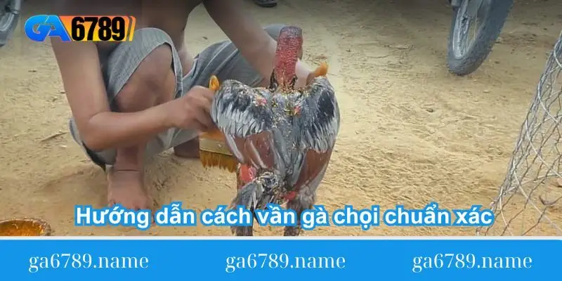 huong dan cach van ga choi chuan Hướng dẫn cách vần gà chọi chuẩn xác