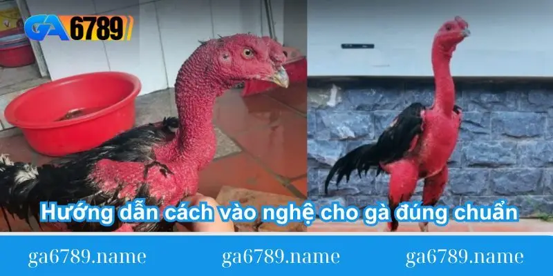 huong dan cach vao nghe cho ga dung chuan Hướng dẫn cách vào nghệ cho gà đúng chuẩn