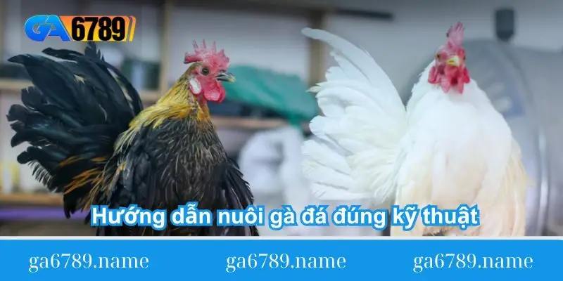huong dan nuoi ga da dung ky thuat huong dan nuoi ga da dung ky thuat