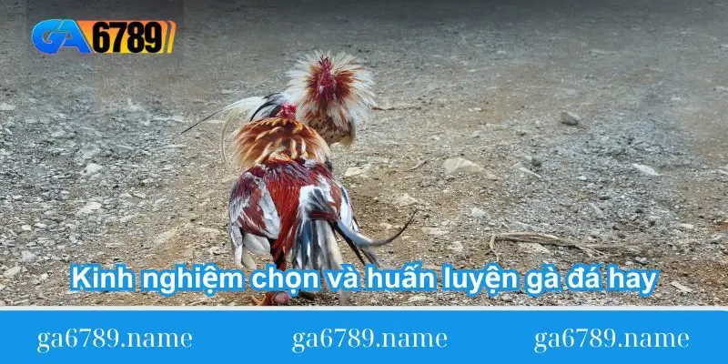 kinh nghiem chon va huan luyen ga da hay Kinh nghiệm chọn và huấn luyện gà đá hay
