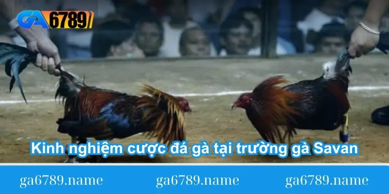 kinh nghiem cuoc da ga tai truong ga savan kinh nghiem cuoc da ga tai truong ga savan