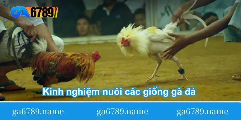 kinh nghiem nuoi cac giong ga da o viet nam Kinh nghiệm nuôi các giống gà đá ở Việt Nam