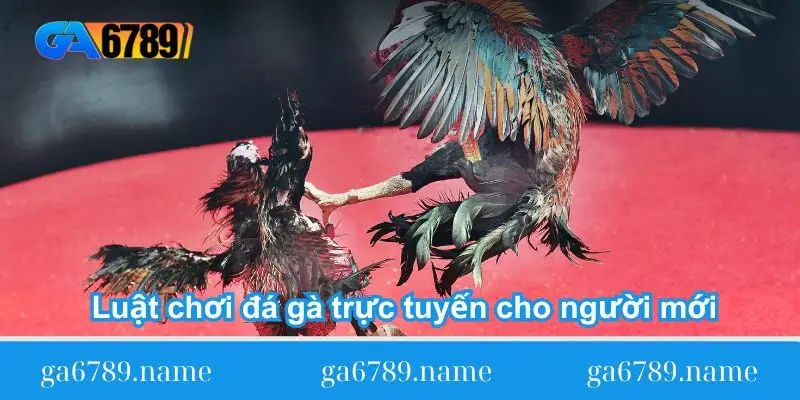 luat choi da ga truc tuyen cho nguoi moi luat choi da ga truc tuyen cho nguoi moi