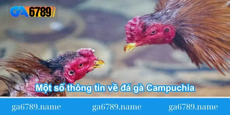 mot so thong tin ve da ga campuchia mot so thong tin ve da ga campuchia