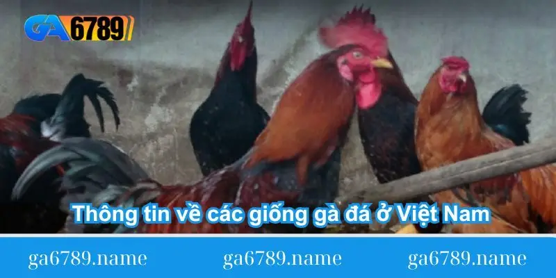 thong tin ve cac giong ga da o viet nam chi tiet Thông tin về các giống gà đá ở Việt Nam chi tiết