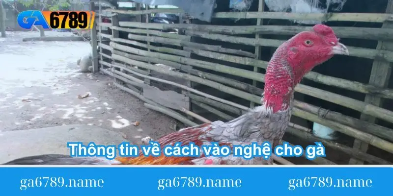 thong tin ve cach vao nghe cho ga Thông tin về cách vào nghệ cho gà
