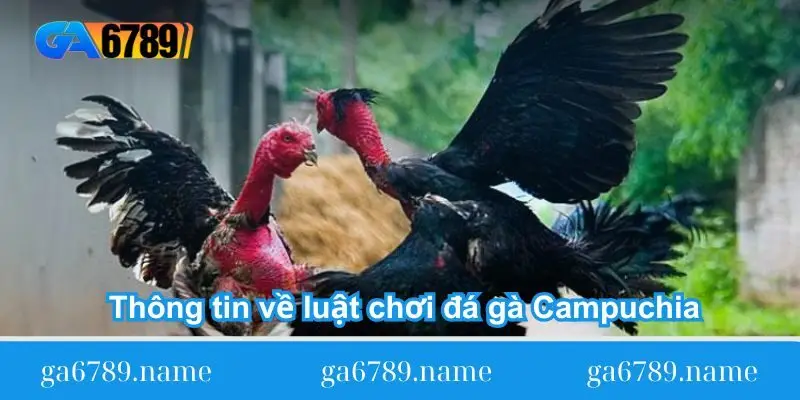 thong tin ve luat choi da ga campuchia thong tin ve luat choi da ga campuchia