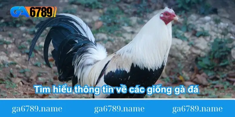 tim hieu thong tin ve cac giong ga da viet nam Tìm hiểu thông tin về các giống gà đá Việt Nam