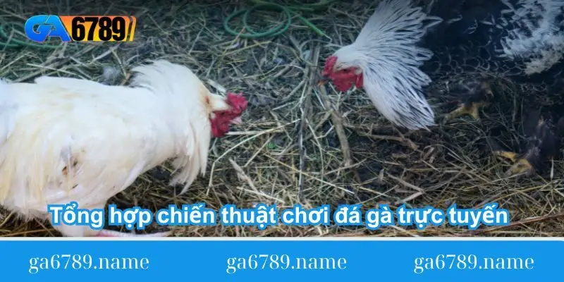 tong hop chient huat choi da ga truc tuyen tu cao thu tong hop chient huat choi da ga truc tuyen tu cao thu