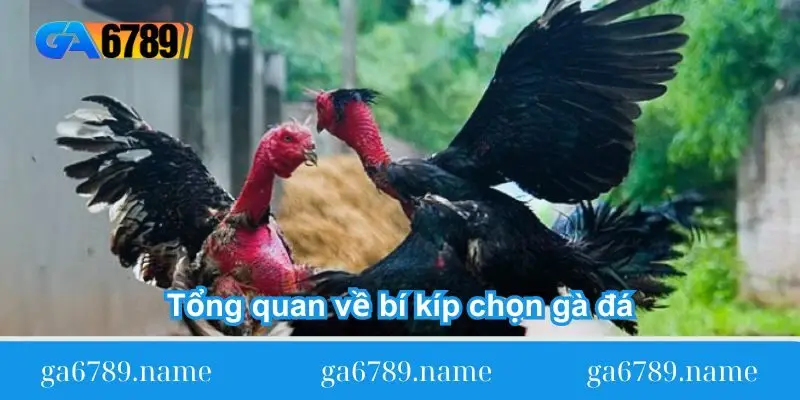 tong quan ve bi kip chon ga da tong quan ve bi kip chon ga da