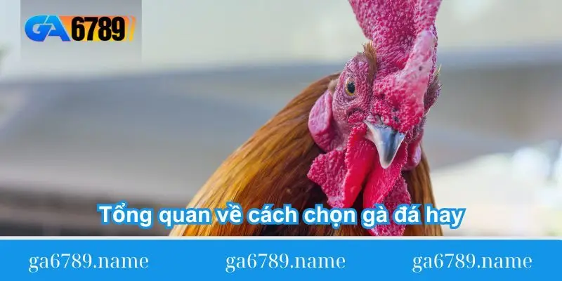 tong quan ve cach chon ga da hay 1 Tổng quan về cách chọn gà đá hay