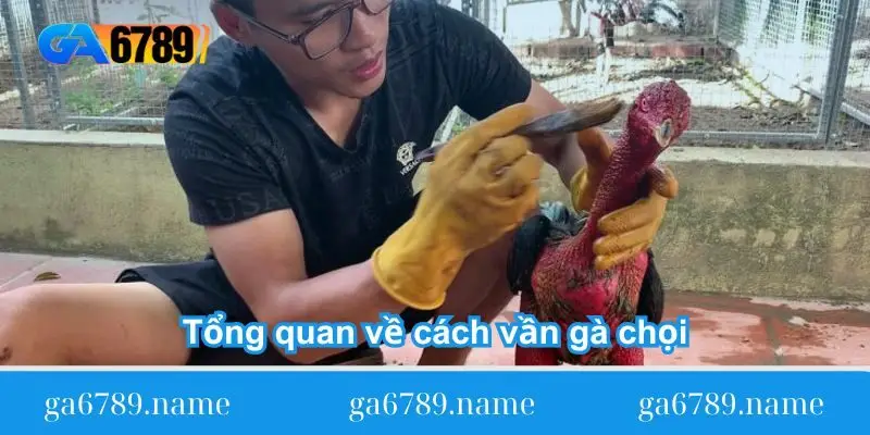 tong quan ve cach van ga choi Tổng quan về cách vần gà chọi